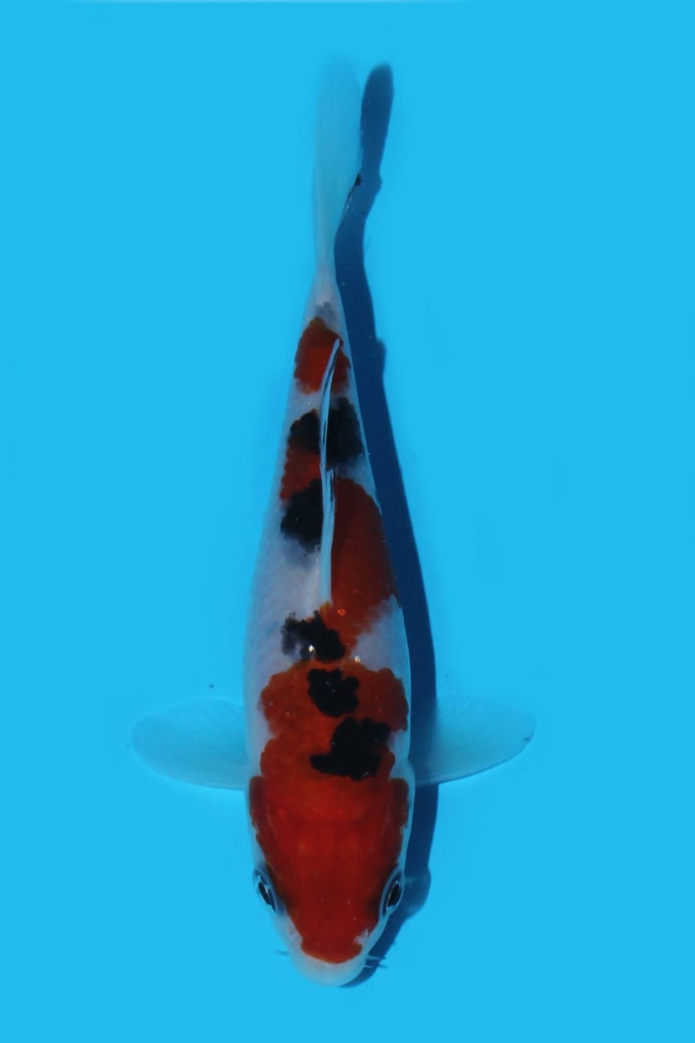 Best In Size A Up To 12 cm