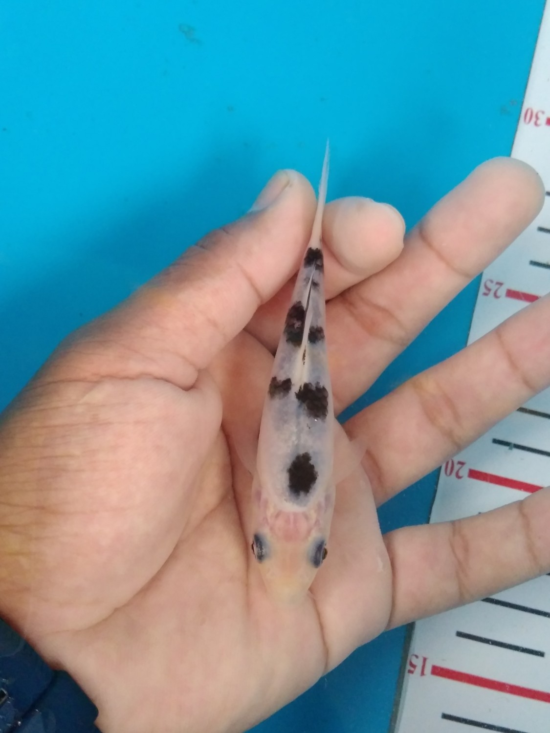 Juara 5