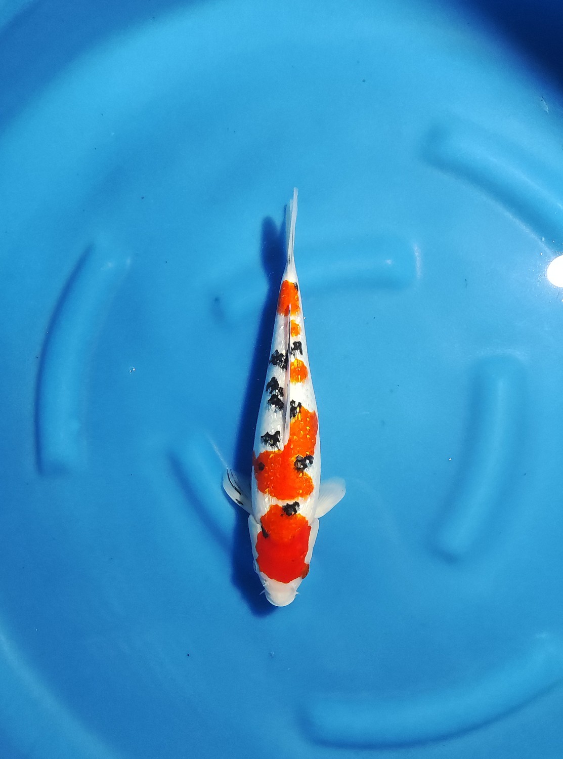 Juara 3