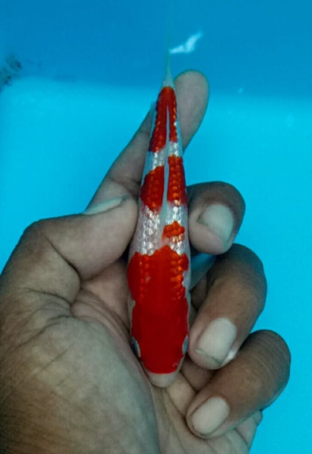 Juara 4