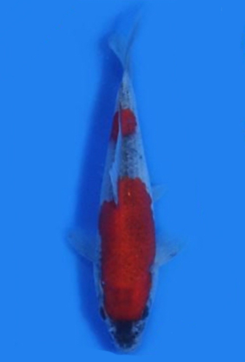 Juara 1