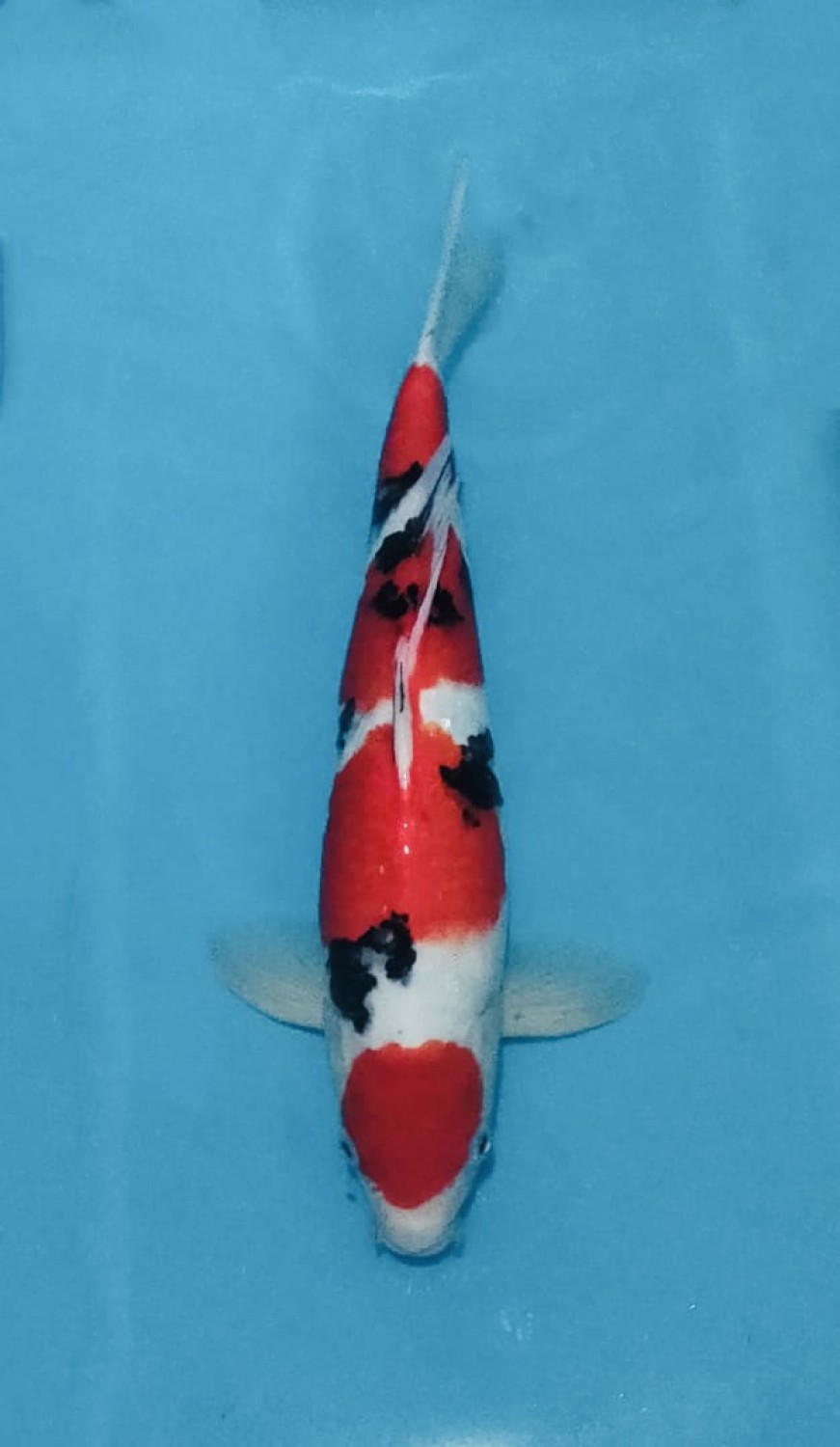 Juara 2