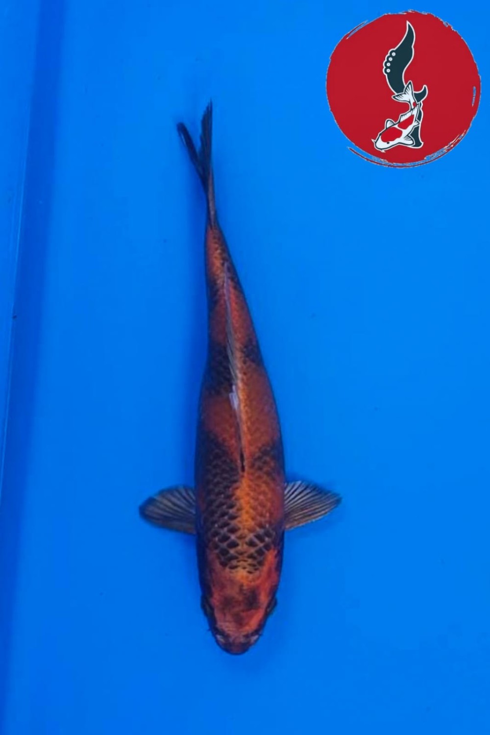 Juara 2