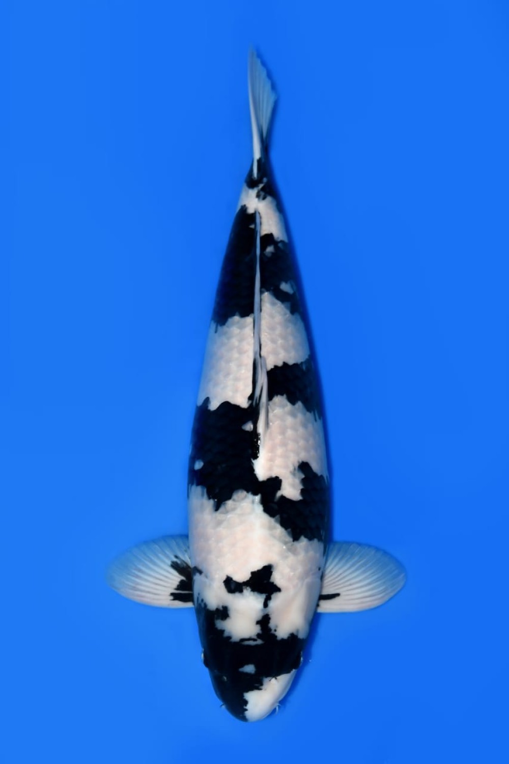 Juara 1
