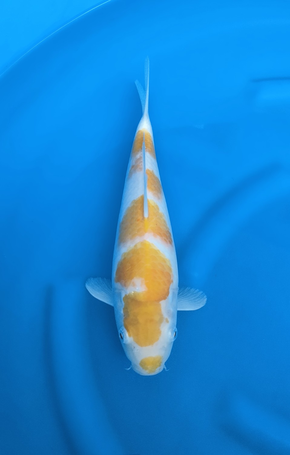 Juara 5