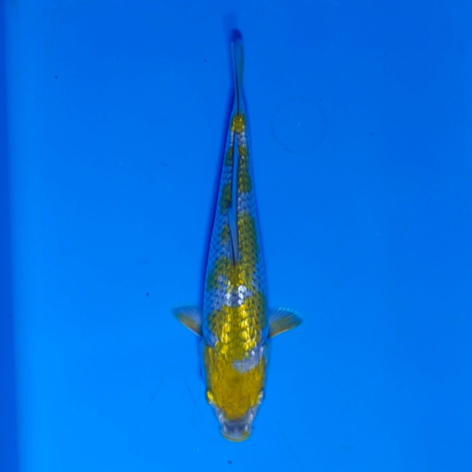 Juara 1