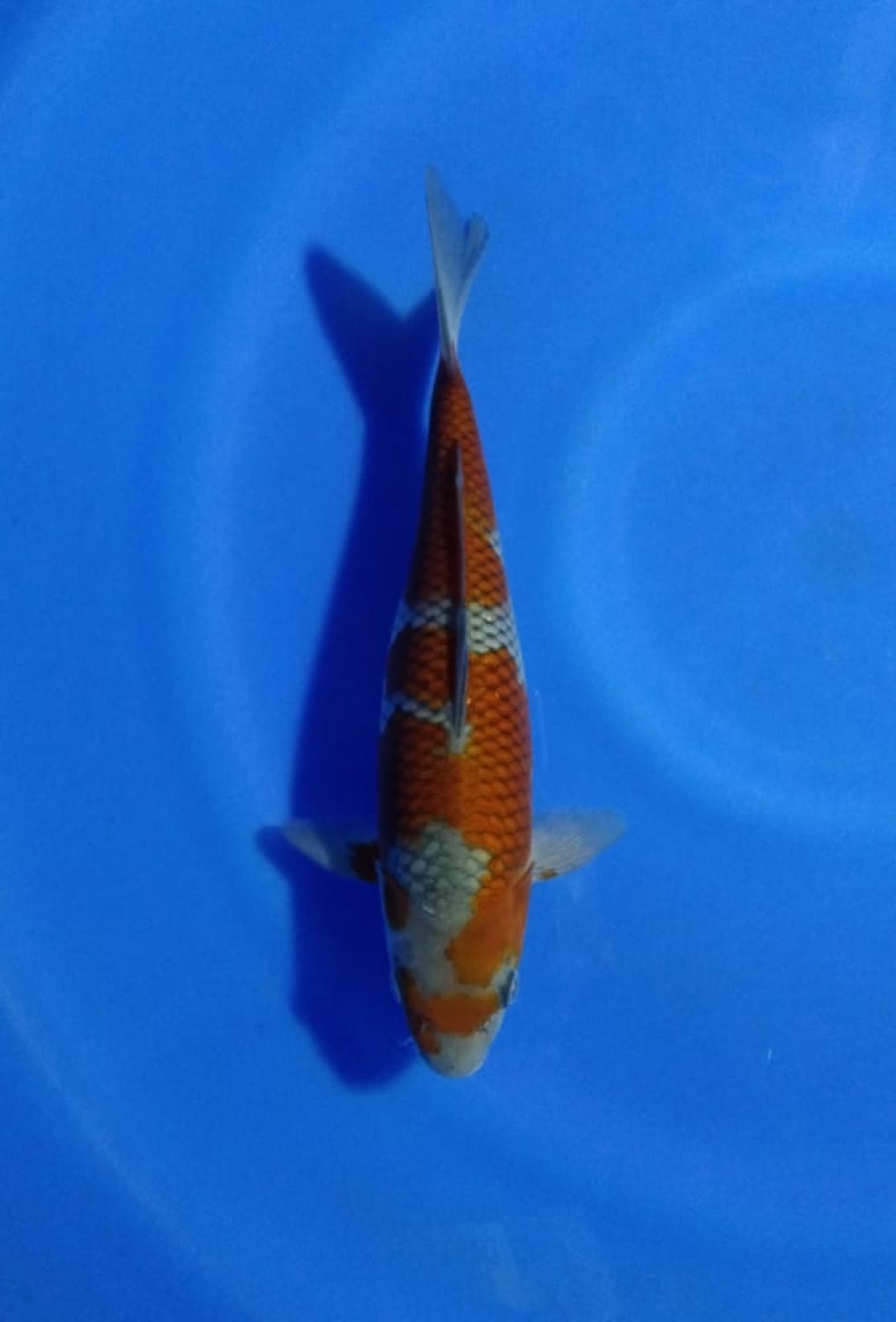 Juara 2