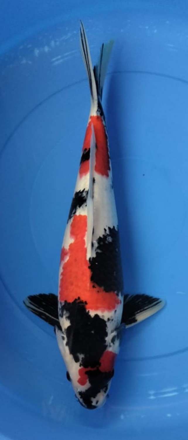 Juara 1