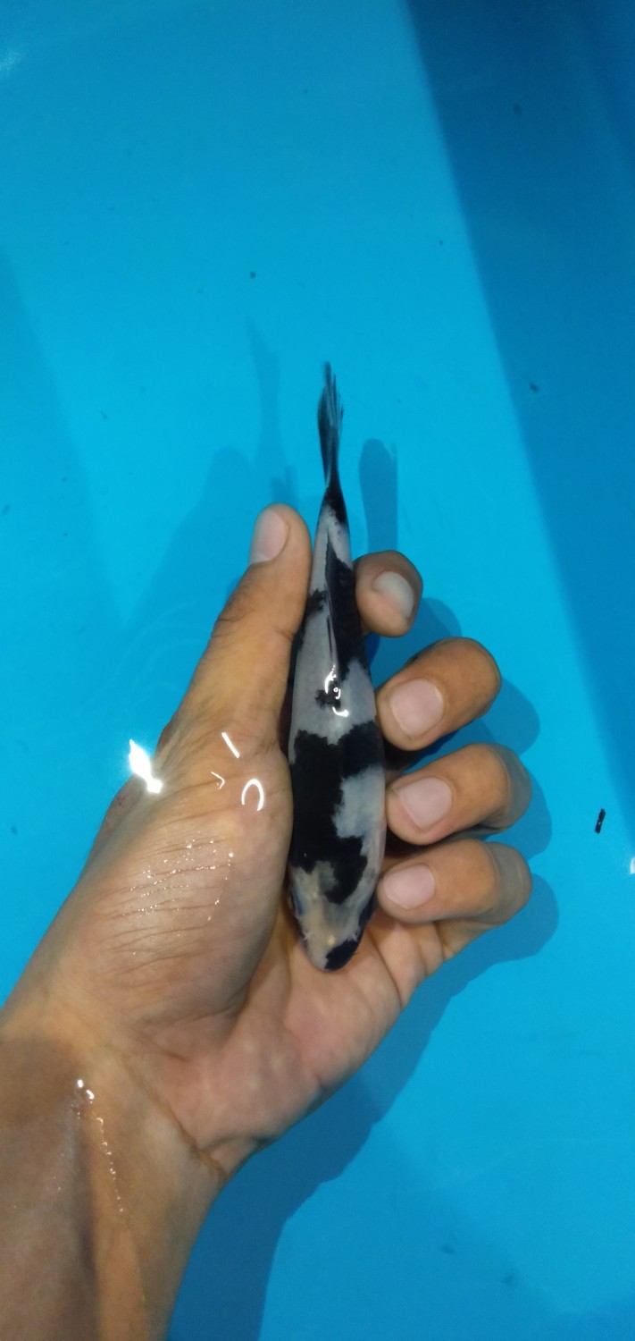 Juara 2