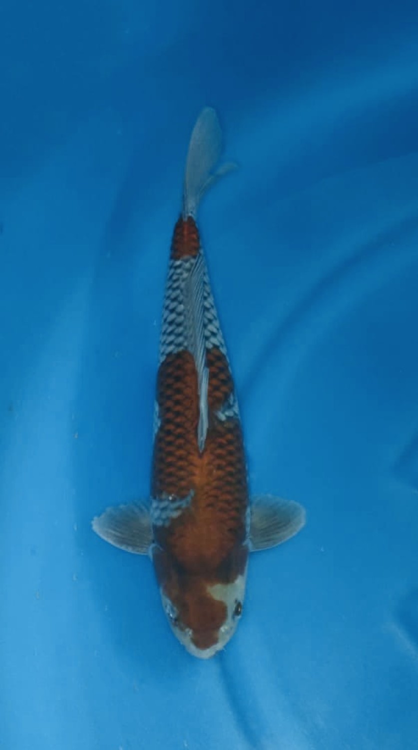 Juara 5
