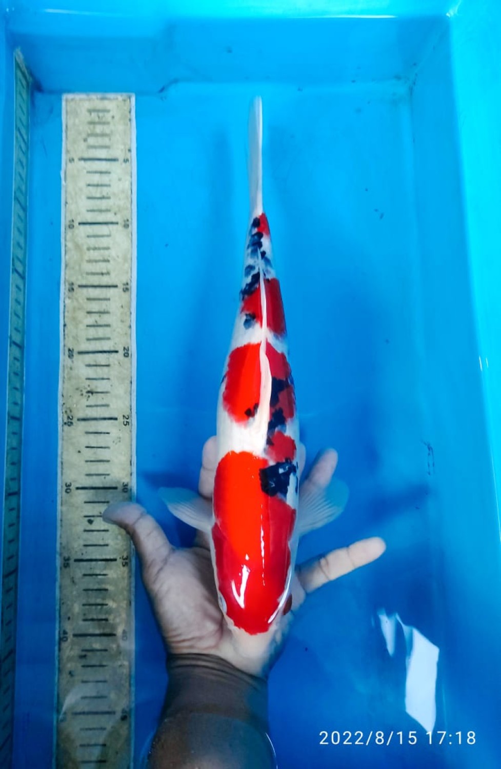 Juara 1