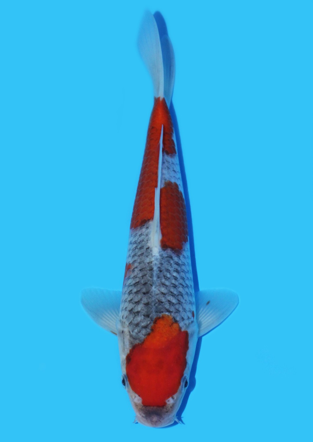 Juara 1