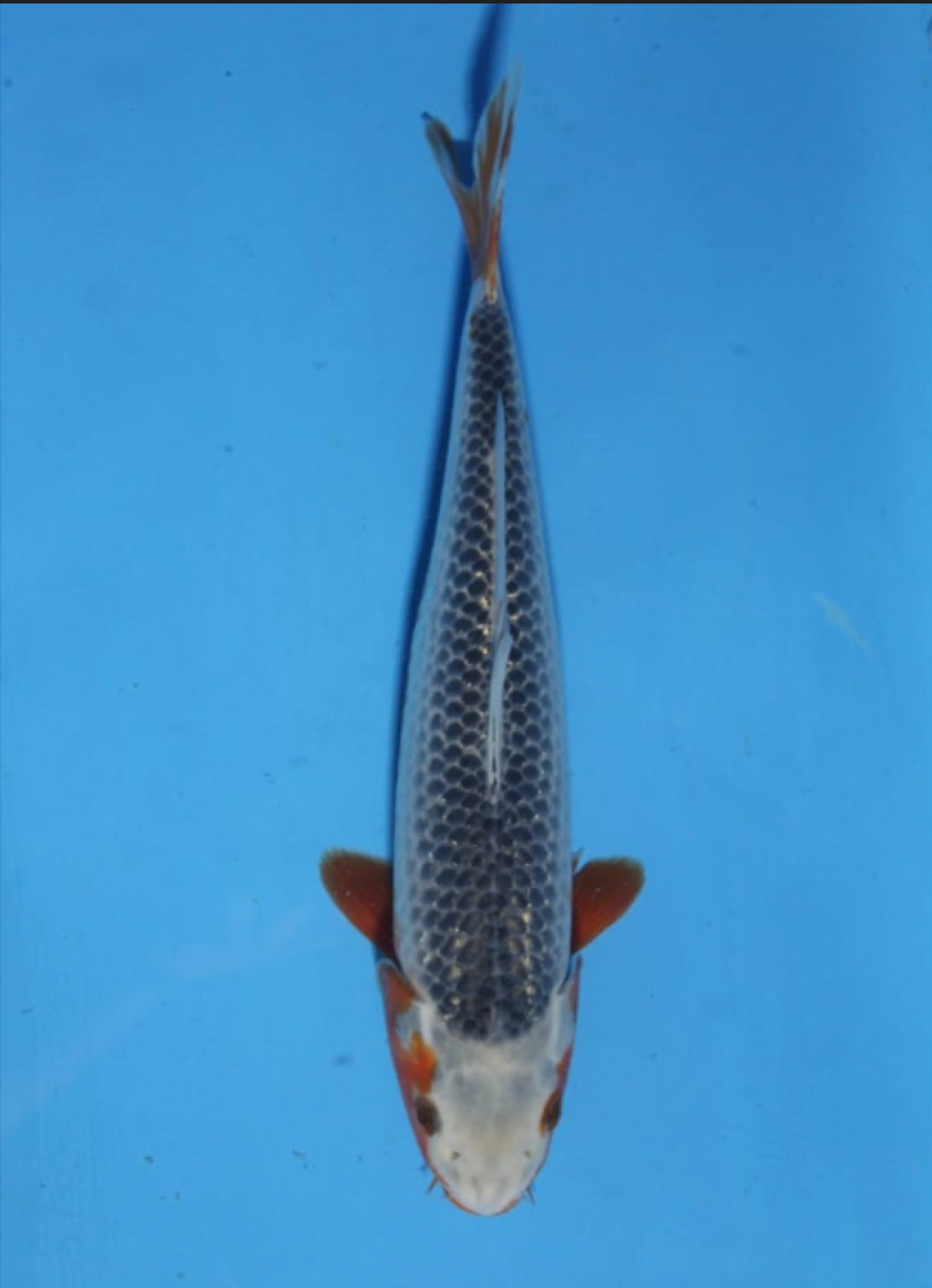 Juara 3