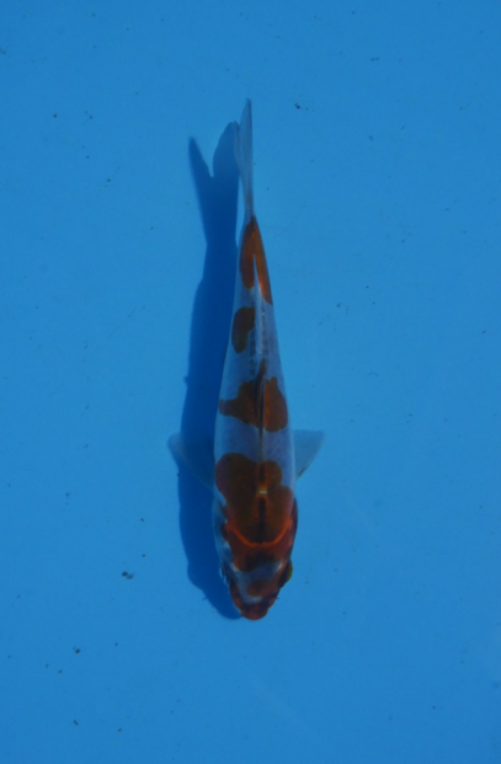 Juara 1