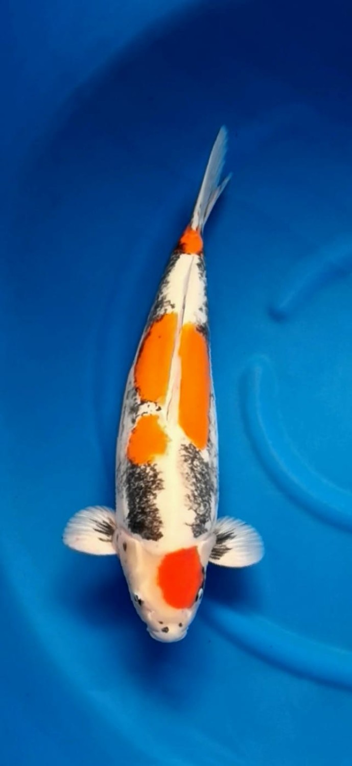 Juara 1