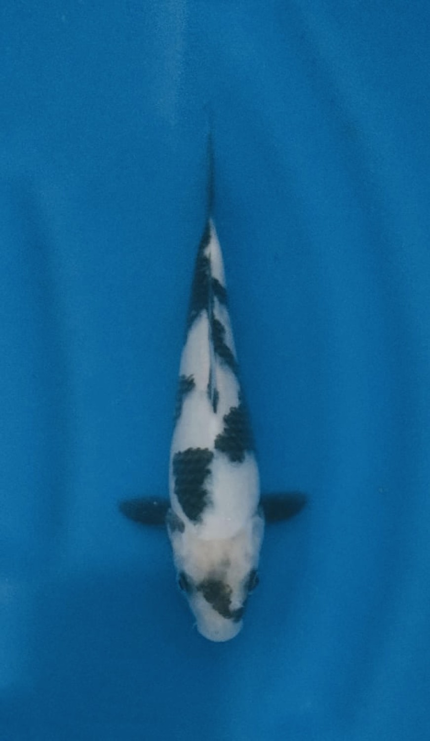 Juara 4