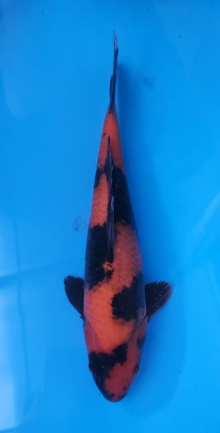 Juara 5