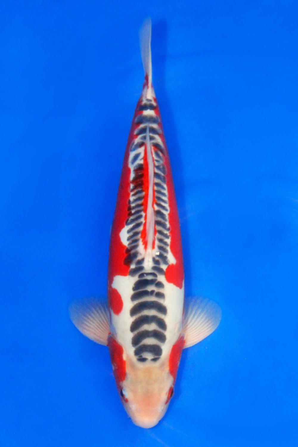 Juara 4