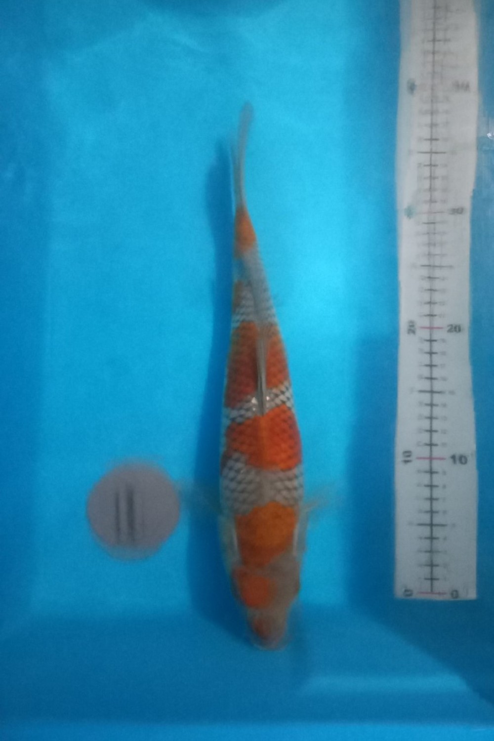 Juara 2