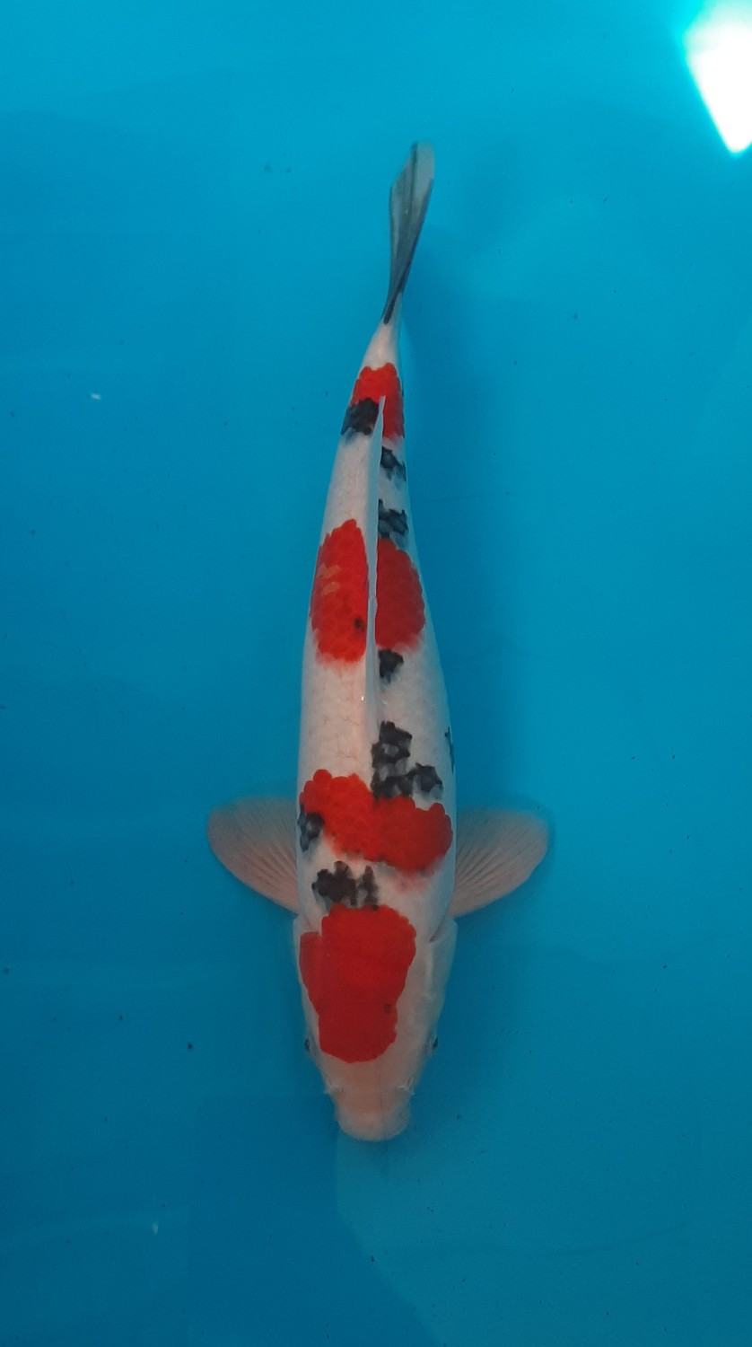Juara 5