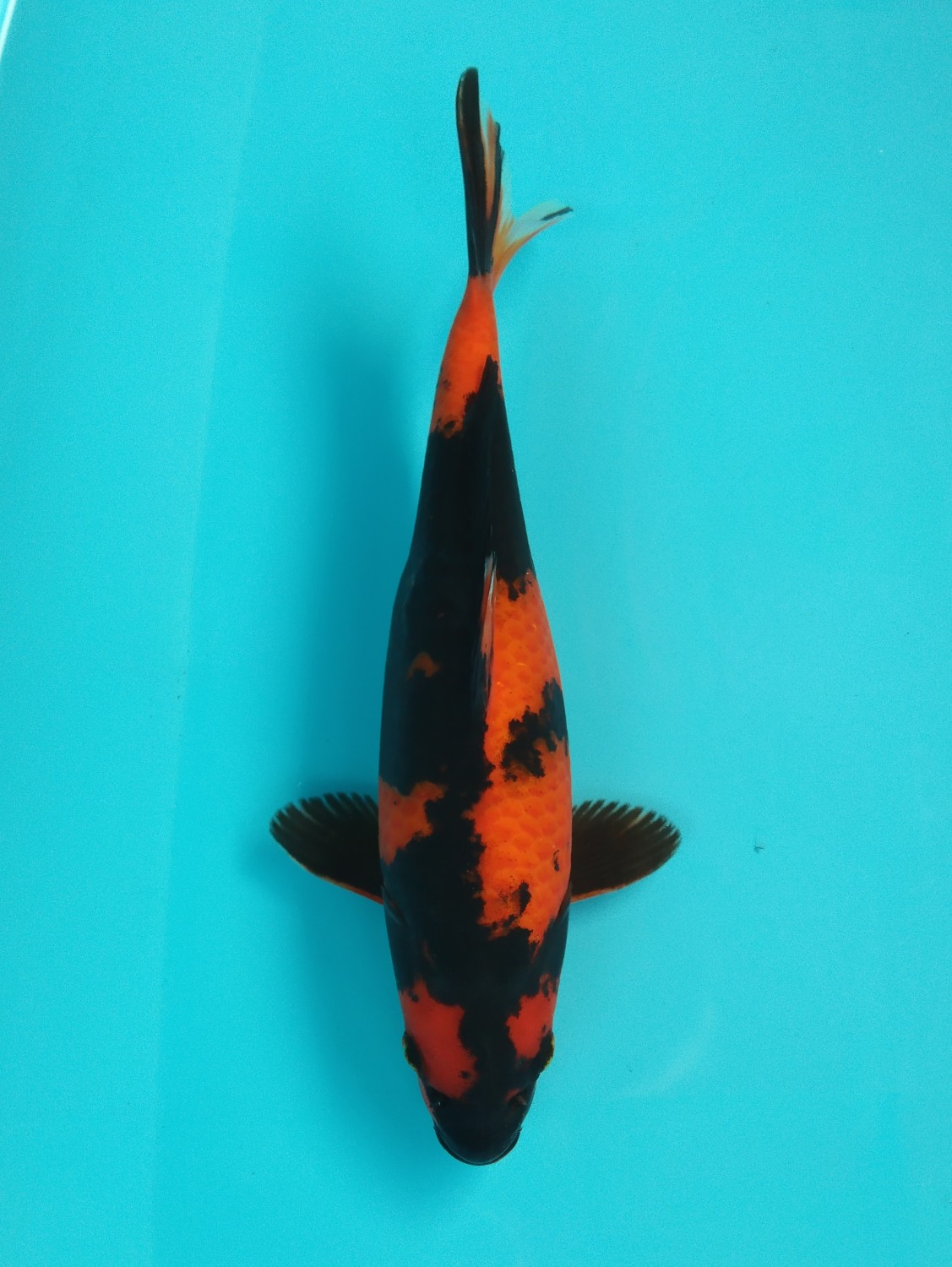 Juara 2