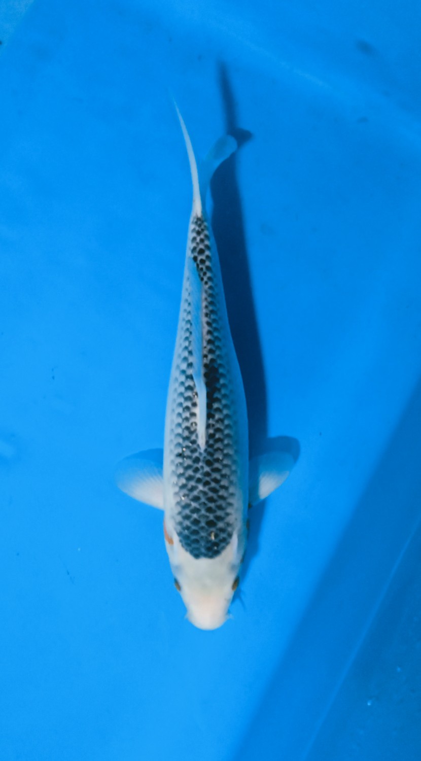 Juara 1