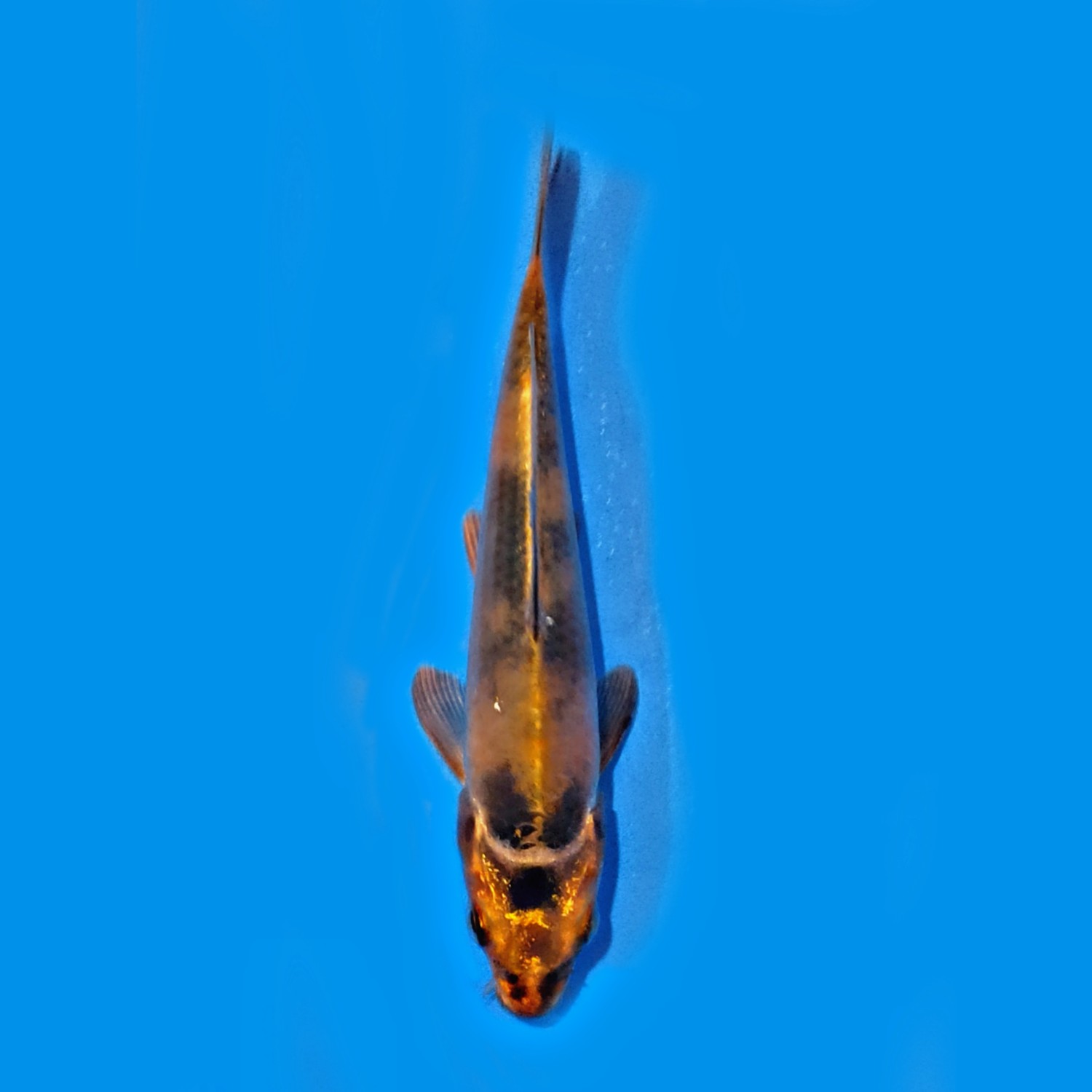Juara 5