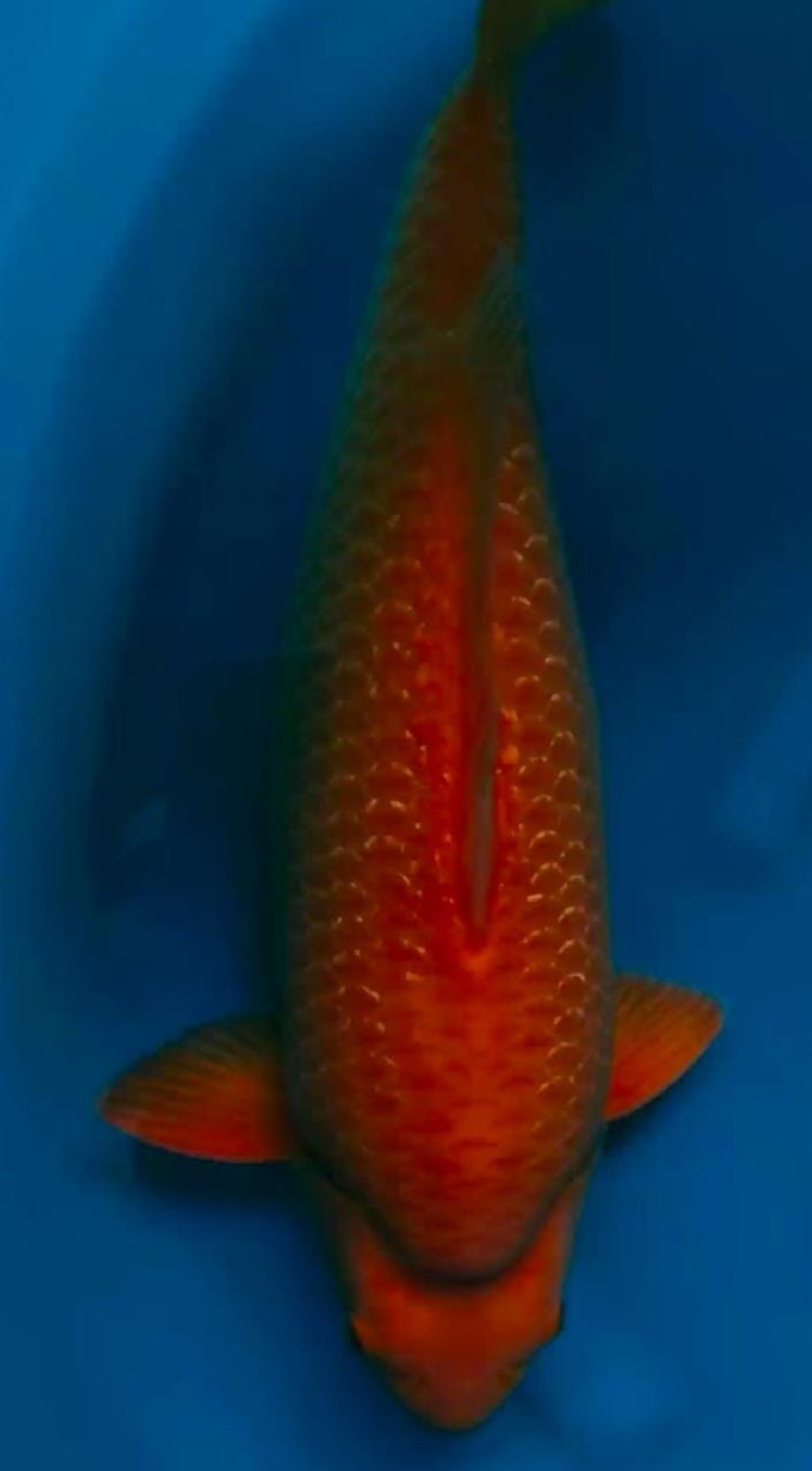 Best In Size E 51-55 Cm