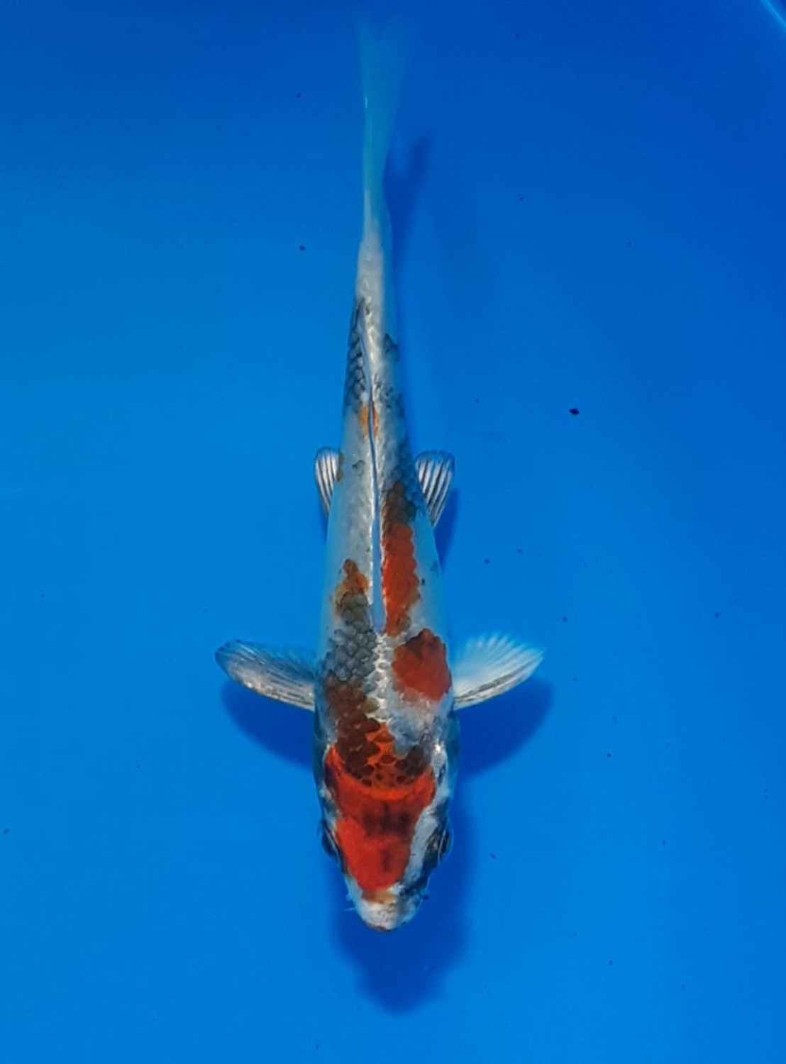 Juara 1