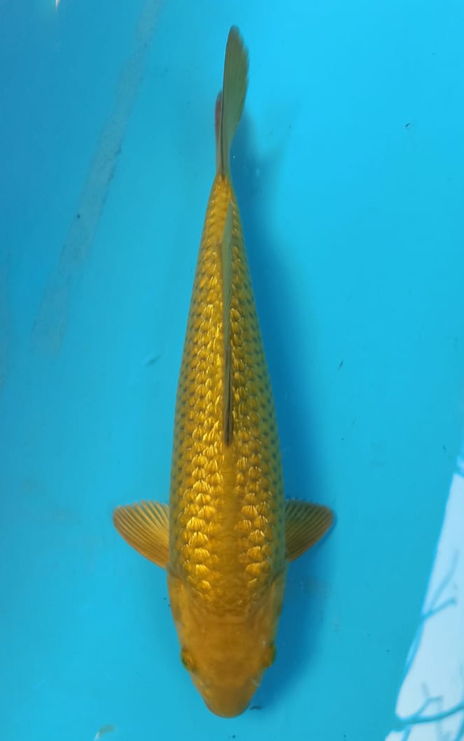 Juara 2