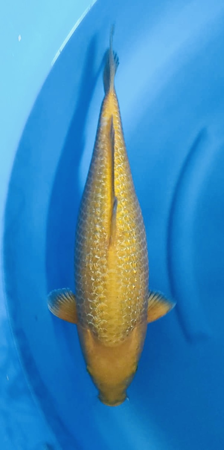 Juara 2