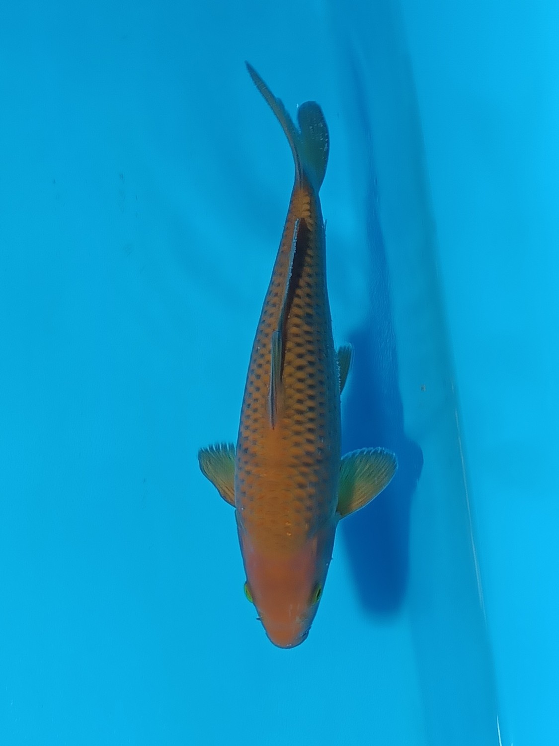 Juara 4