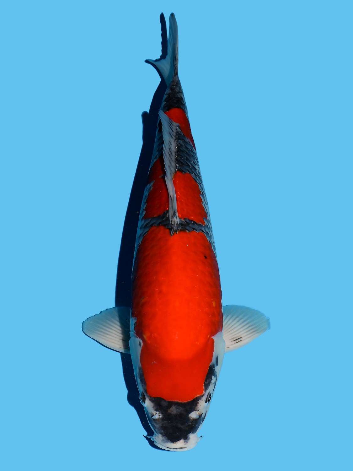 Juara 1