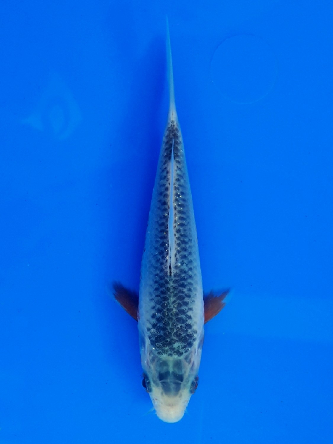 Juara 2