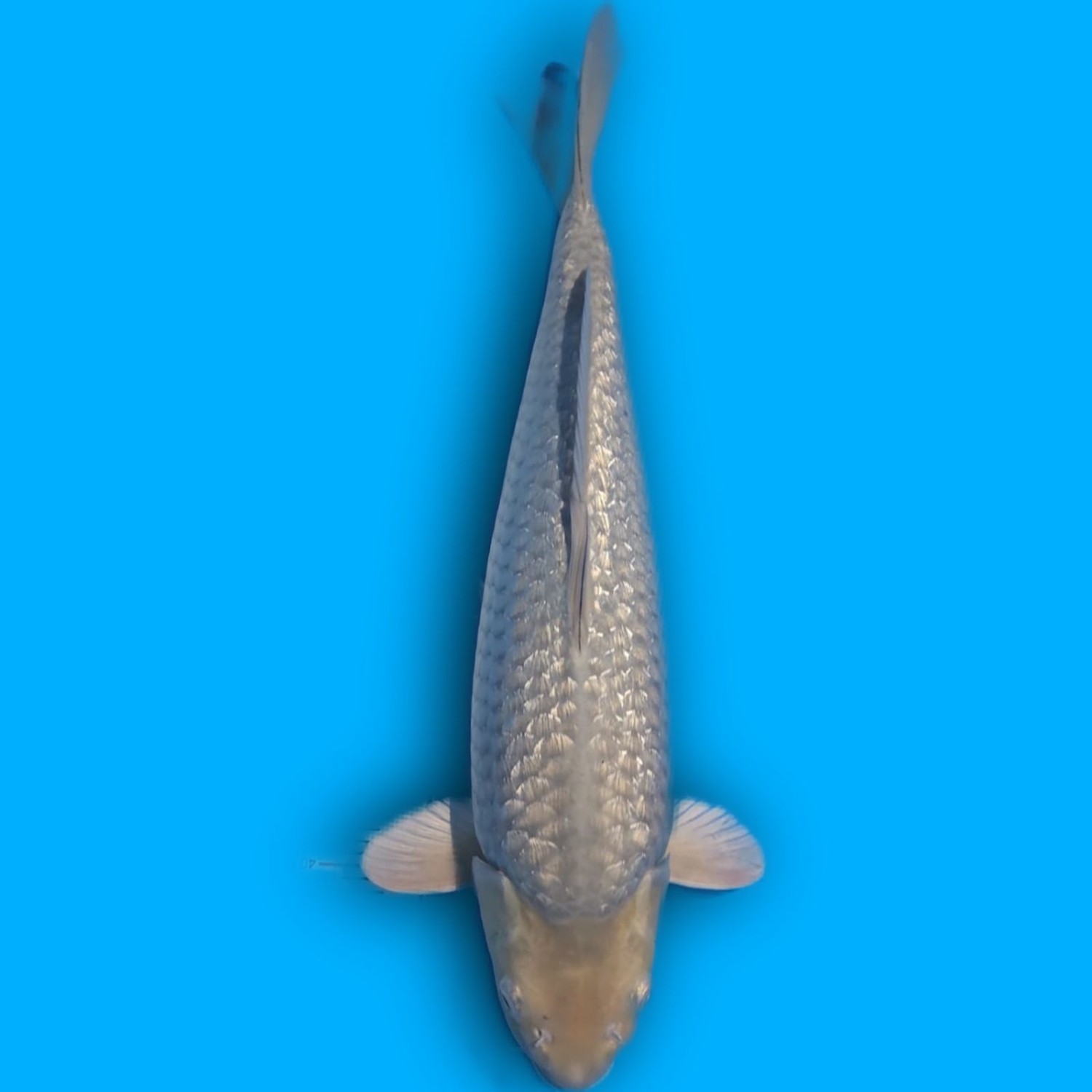 Juara 5