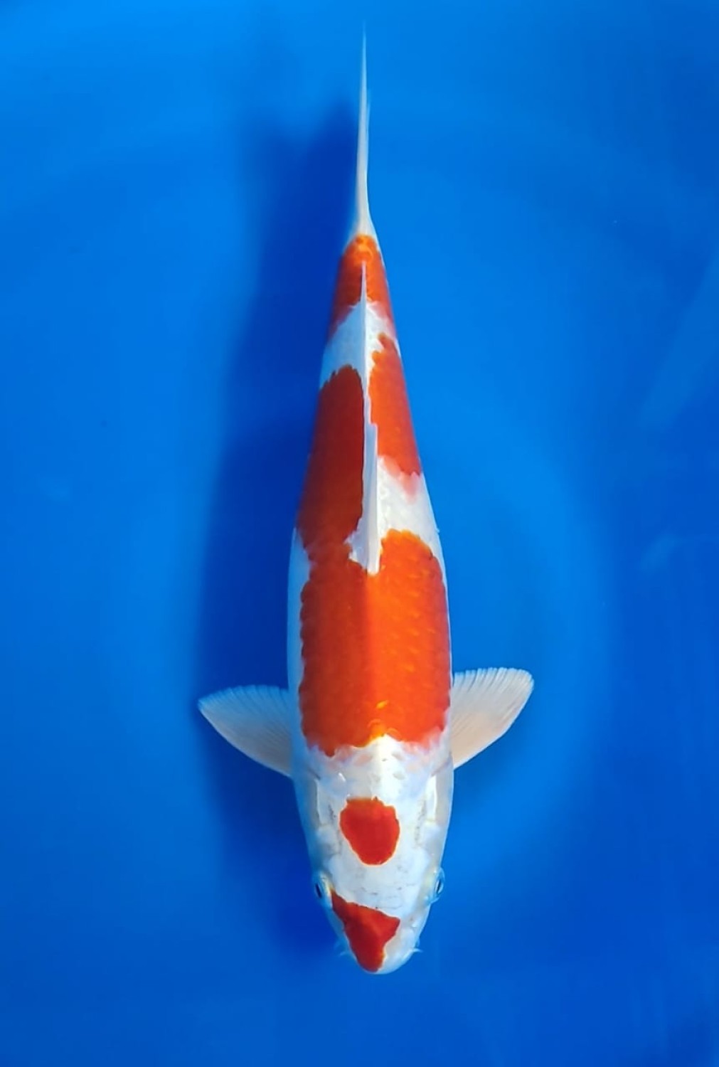 Juara 1