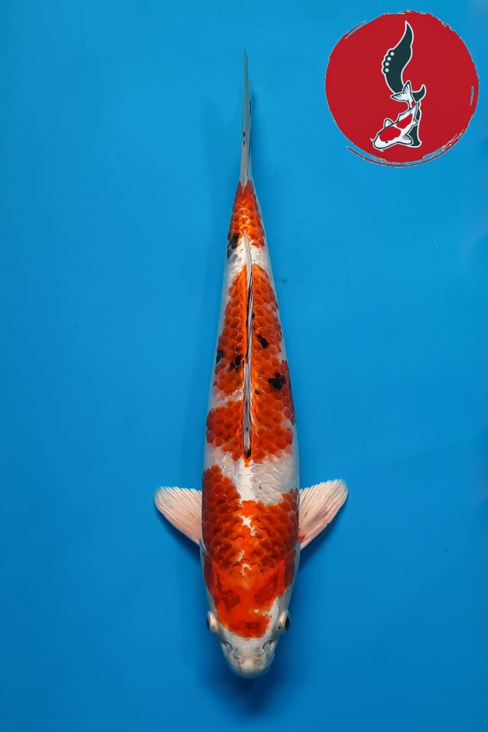 Juara 2
