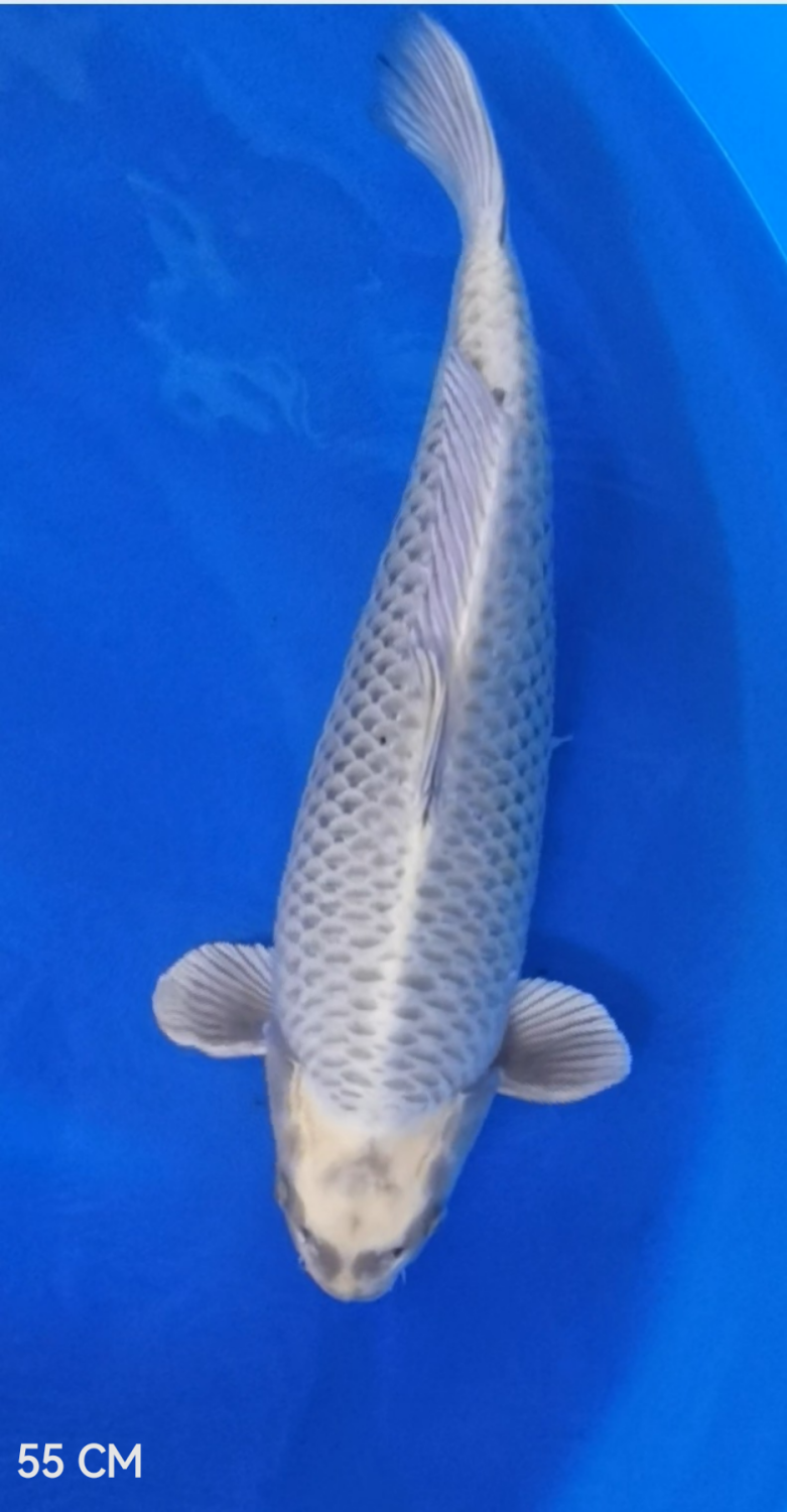 Juara 2