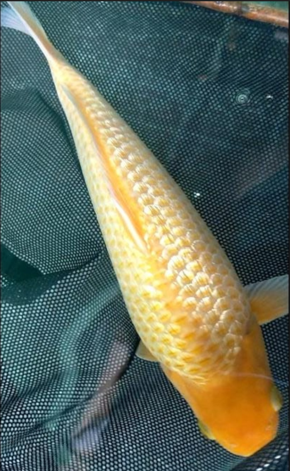 Juara 1