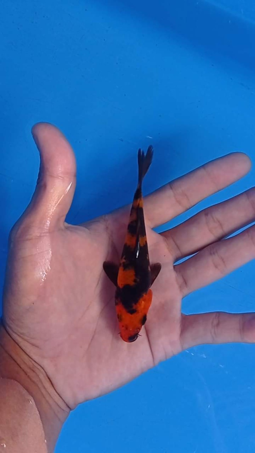 Juara 5