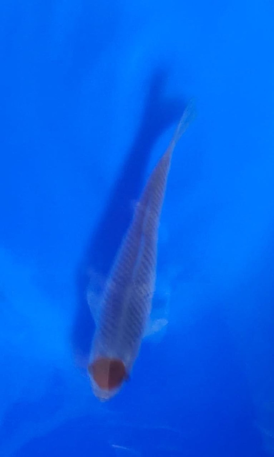 Juara 5