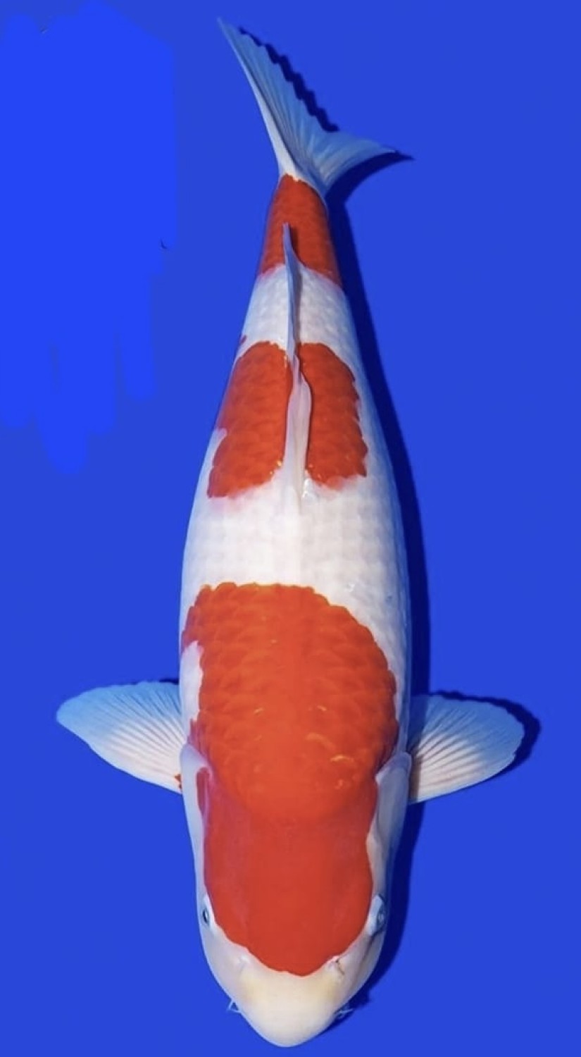 Juara 4