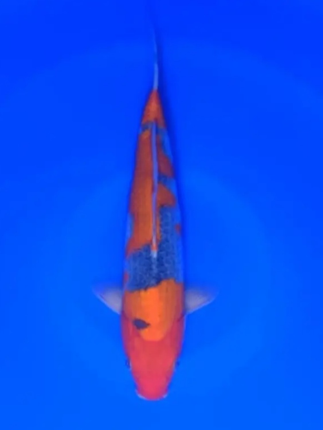 Juara 2