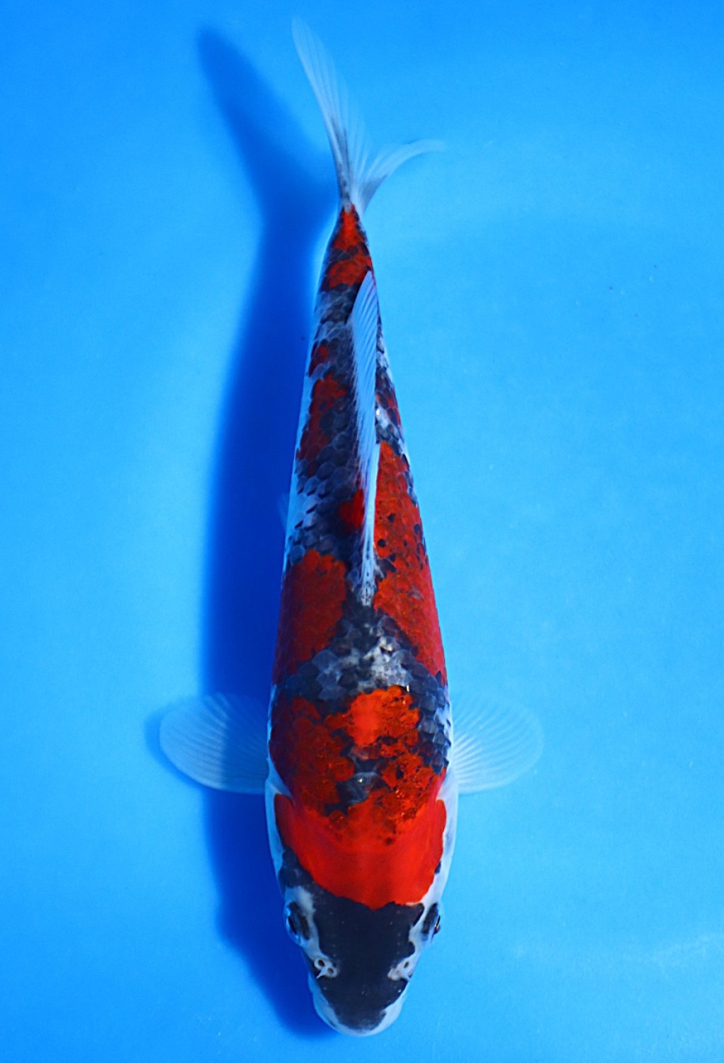 Juara 2