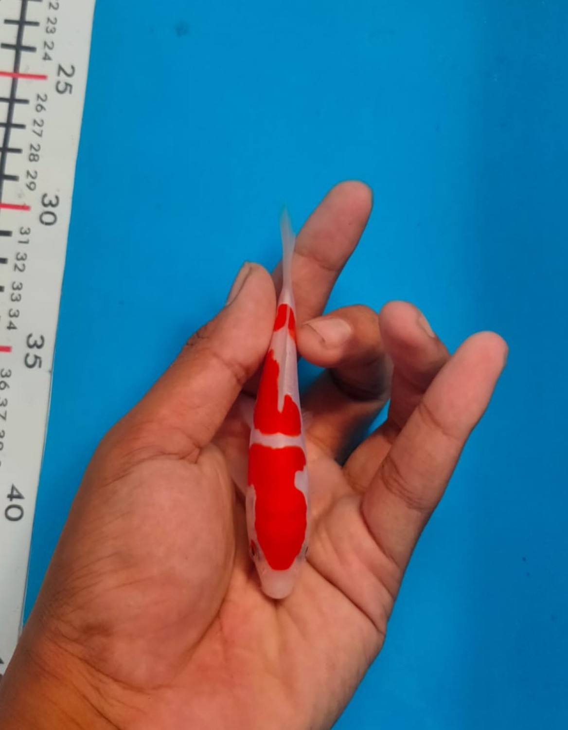 Juara 1