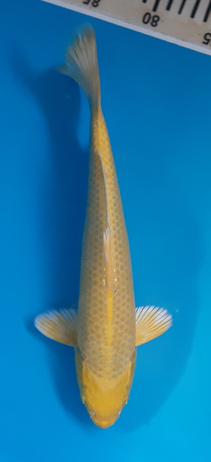 Juara 3