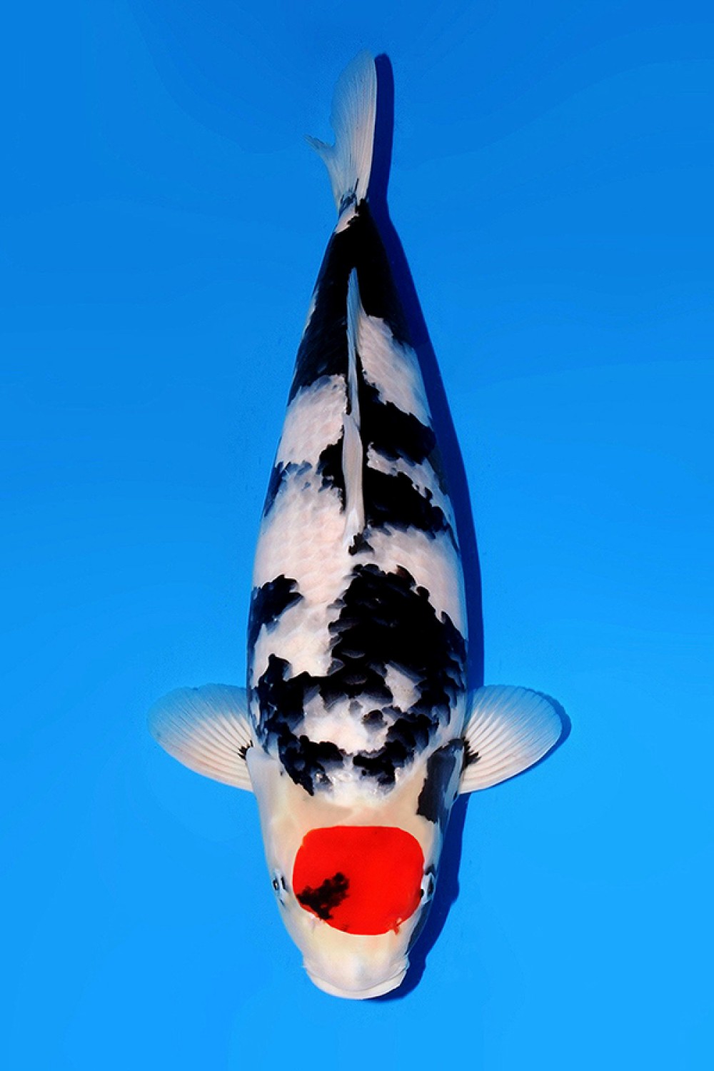 Juara 2