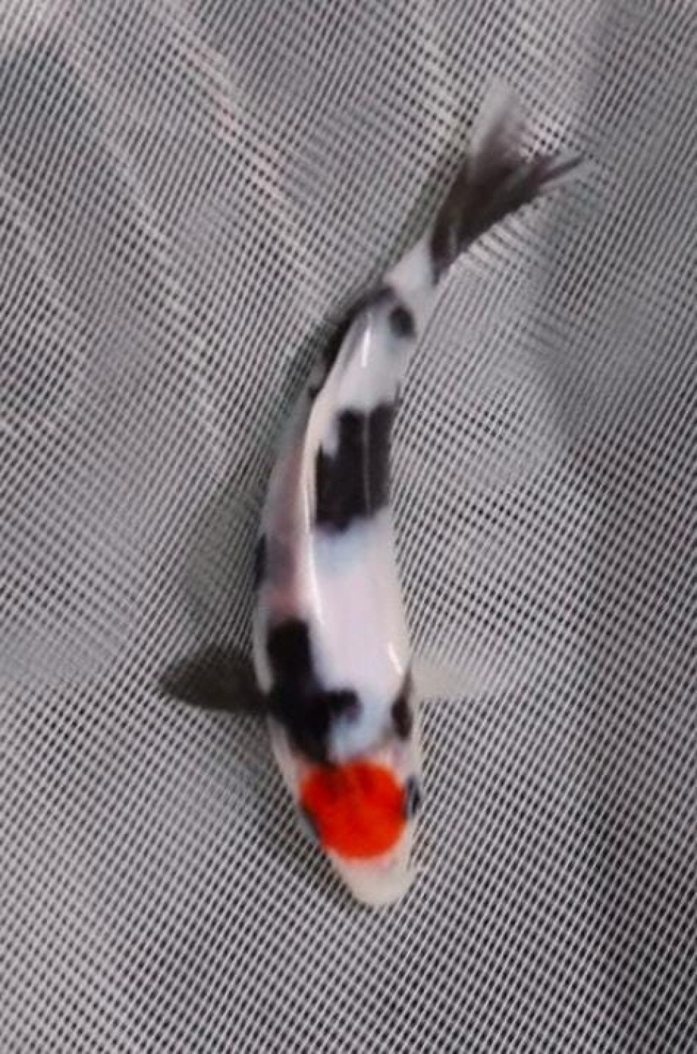 Best In Size C Up To 12 cm