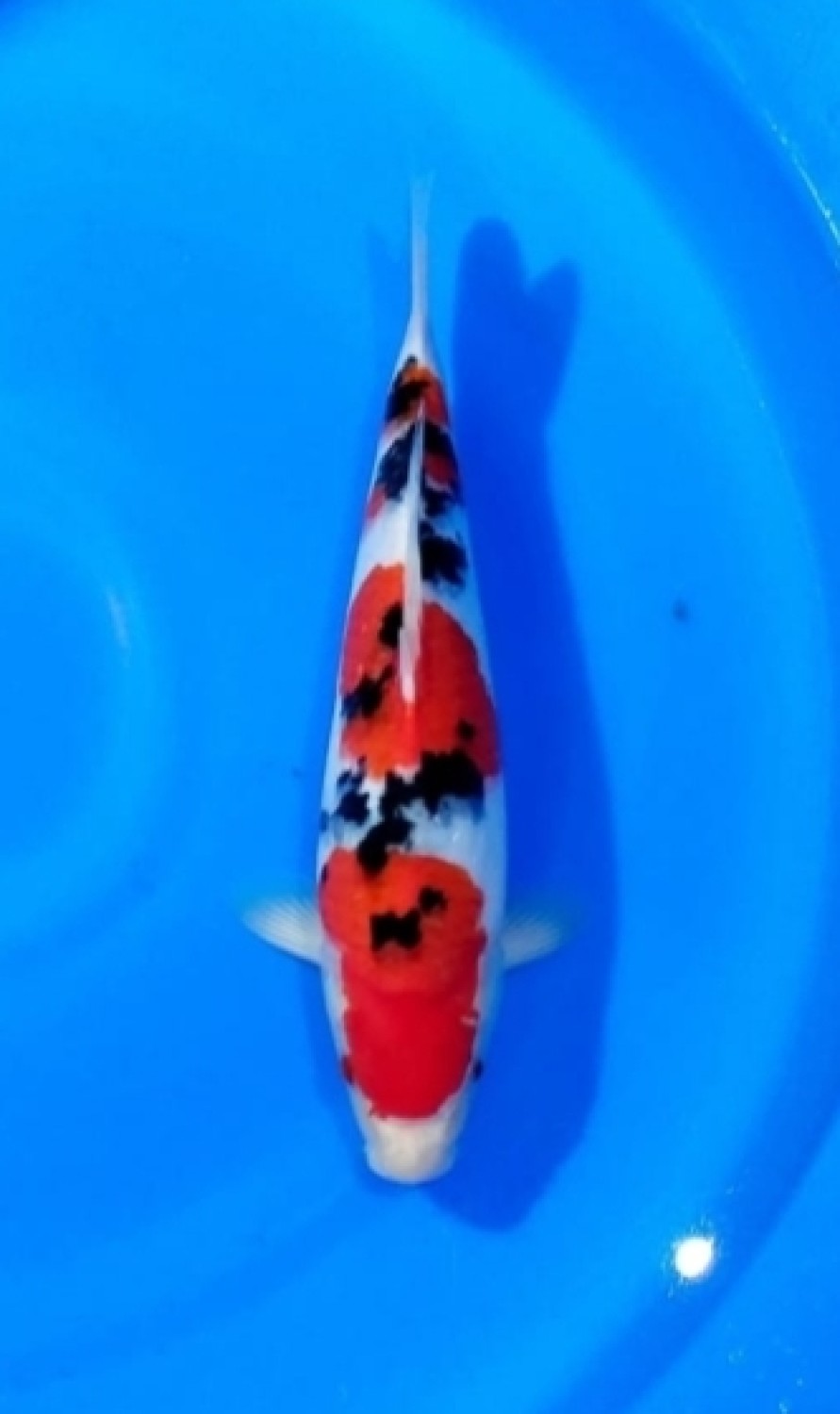 Juara 1