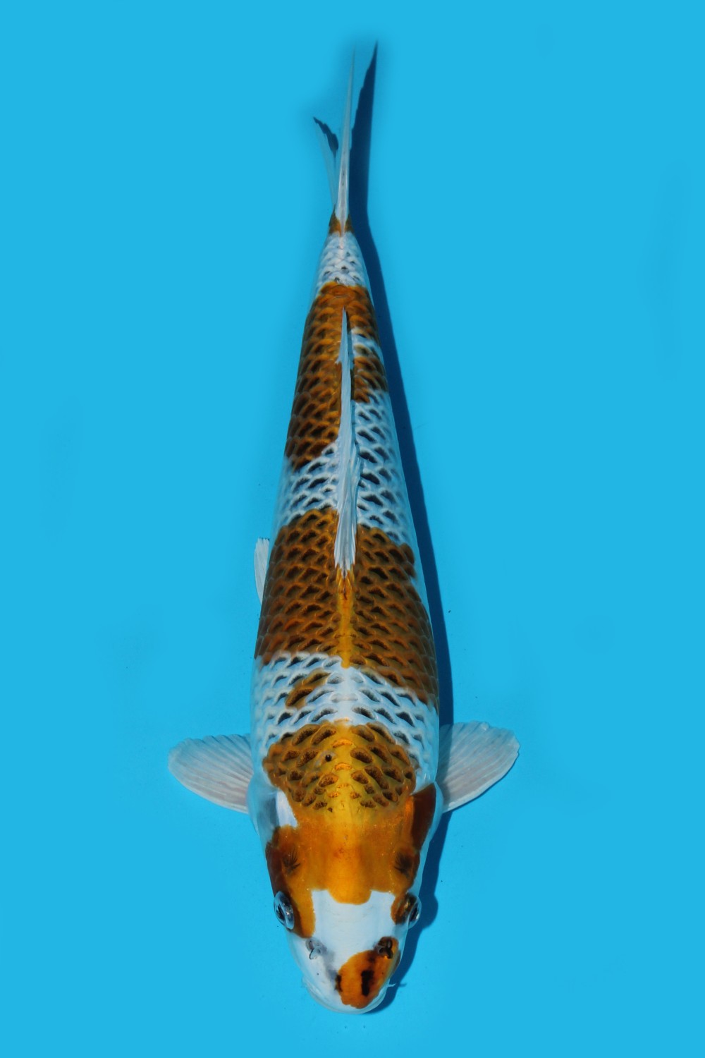 Juara 1